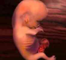 11 Tjedna trudnoće - fetalni veličina