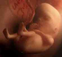 12 Tjedna trudnoće - fetalni veličina