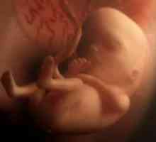 14 Tjedna trudnoće - fetalni veličina