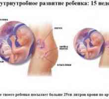 15 Tjedna trudnoće - što se događa?