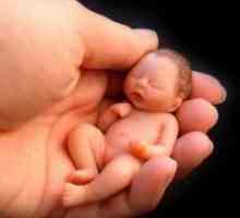 15 Tjedna trudnoće - fetalni veličina