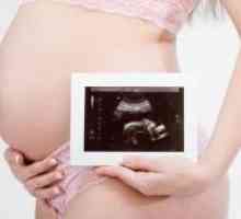 22 Tjedna trudnoće - fetalni veličina