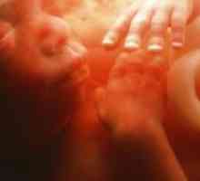 22 Tjedna trudnoće - fetalni razvoj