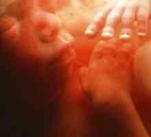 23 Tjedna trudnoće - fetalni razvoj
