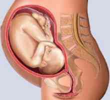 30 Tjedna trudnoće - fetalni veličina