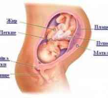 34 Tjedna trudnoće - što se događa?