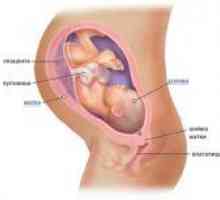 36 Tjedana trudnoće - fetalni pokreti