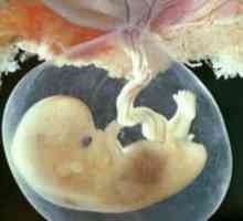 7 Tjedna trudnoće - fetalni veličina