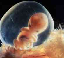 8 Tjedana trudnoće - fetalni veličina