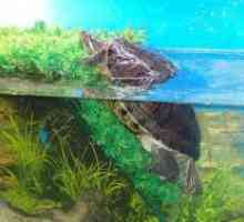 Akvarij za crveno-kornjače