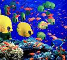 Akvarij riba i njihova domovina