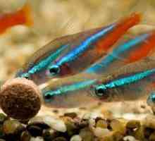 Akvarij riba neonski