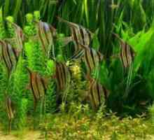 Akvarij riba skalari