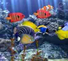 Akvarij riba: njegu i održavanje