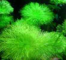 Akvarij alge