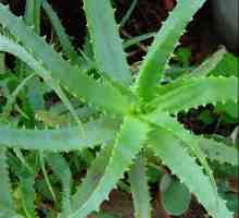 Aloe vera - ljekovita svojstva i kontraindikacije