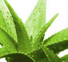 Aloe - prirodni biostimulant