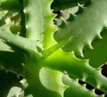 Aloe - reprodukcija