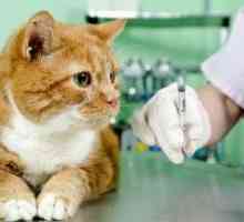 Antibiotici za mačke