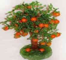 Orange Tree perla