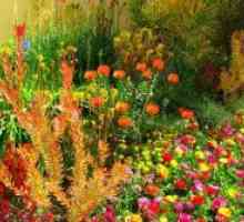 Automnaly - raznotsvete jesen vrt