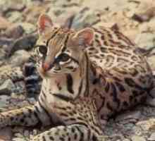 Azijska Leopard Mačka