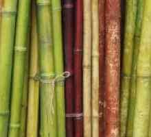 Bambus interijera
