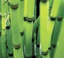 Bambus posteljina