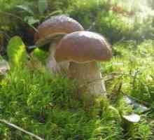 White gljive - koristi i štete