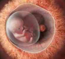 Trudnoća 10 tjedana - fetalni razvoj