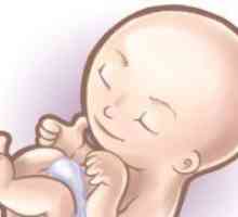 Trudnoća 13 tjedana - fetalni razvoj