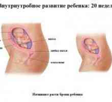 20 Tjedna trudnoće - fetalni razvoj