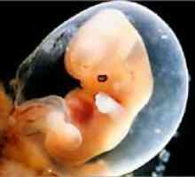 Trudnoća 5 tjedna - Razvoj fetusa
