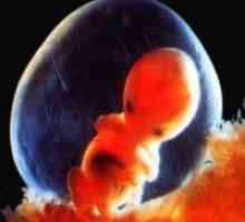 Trudnoća 7 tjedna - Razvoj fetusa