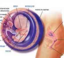 9 Tjedana gestacije - fetalni razvoj
