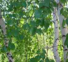 Breze lišće - ljekovita svojstva i kontraindikacije