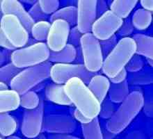 Bifidobakterija i laktobacila