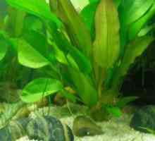 Bolesti akvarijske biljke