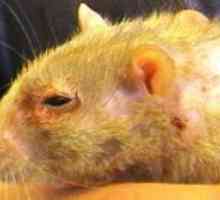 Bolesti domaćih štakora