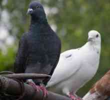 Bolesti golubova i njihovom liječenju