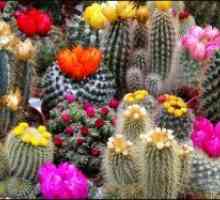 Bolesti kaktusi