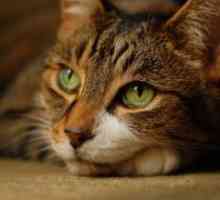 Bolesti Mačke - simptomi i tretman