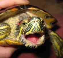 Bolesti krasnouhih kornjače