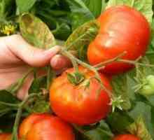 Bolesti rajčice u stakleniku
