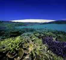 Veliki koraljni greben, Australija