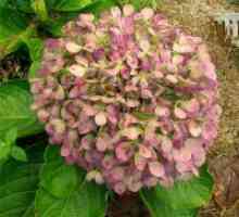Borite se hrđe na cvijeće vrt hortenzija
