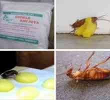 Kiselina žohari borne - recept za jaje