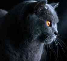 Britanski plava mačka - opis pasmine