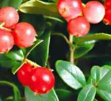 Lingonberry - ljekovita svojstva