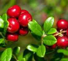 Lingonberry - korisna svojstva i kontraindikacije